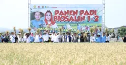 Mbak Ita bersama Wakil Kepala BRIN, Amarullah Octavian dan Kelompok Tani Sumber Rejeki panen padi Biosalin. (Sumber:  | Foto: Sakti)