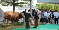 Penyerahan sapi kurban dari Presiden Jokowi kepada Ketua MUI Jawa Tengah, Ahmad Darodji. (Sumber: | Foto: dok Humas Pemkot Semarang.)