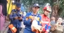 Viral Kucing Oren di Bogor Bikin Onar Lukai 3 Warga, Kini Diamankan Damkar