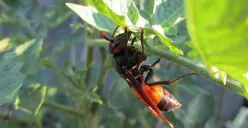 Waspada Tawon Vespa Affinis Mematikan, Jangan Usir Pakai Tangan Kosong