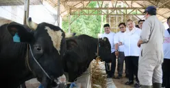 Peternakan Terpadu Di Gunungpati Semarang  kembangbiakan Sapi Wagyu