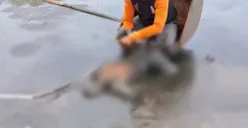 Geger, Penemuan Mayat Laki-laki Tanpa Identitas di Tambak Rejo, Keluarkan Aroma Menyengat