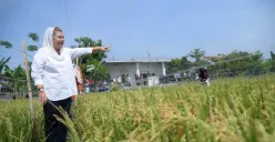 Wali kota Semarang, Hevearita Gunaryanti Rahayu meninjau perkembangan padi varietas biosalin. (Sumber:  | Foto: Sakti)