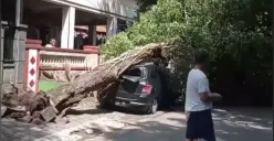 Pohon tumbang timpa mobil Grand Livina dekat Udinus Jalan Yudistira Semarang, Jumat 26 Januari 2024. (Sumber: @kejadiansmg - InfoSemarang.com)