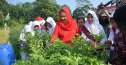 Aktivitas pertanian di Kota Semarang. (Sumber:  | Foto: Sakti)