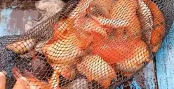 Fenomena munculnya ikan Red Devil di Rawa Pening, nelayan resah ikan endemik lenyap. (Sumber: Nuno Fishing Hunter - InfoSemarang.com)