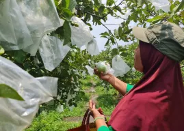 Wisata jambu (Sumber:  | Foto: Jatengprov)