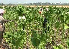 Petani Tembakau. (Sumber:  | Foto: dok.)