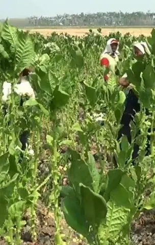 Musim Tanam di Depan Mata, Petani Tembakau Khawatir Regulasi Bunuh Keberlanjutan