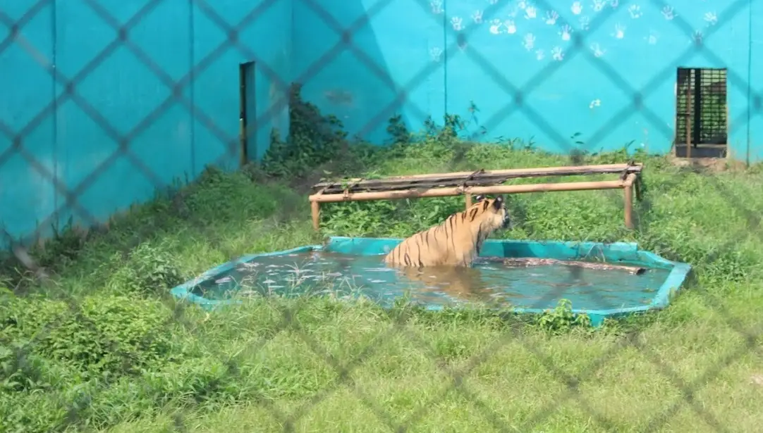 Medan Zoo: Bobby Nasution tolak relokasi satwa meski jumlah kematian bertambah. (Sumber: Fransisco Raja - InfoSemarang.com)