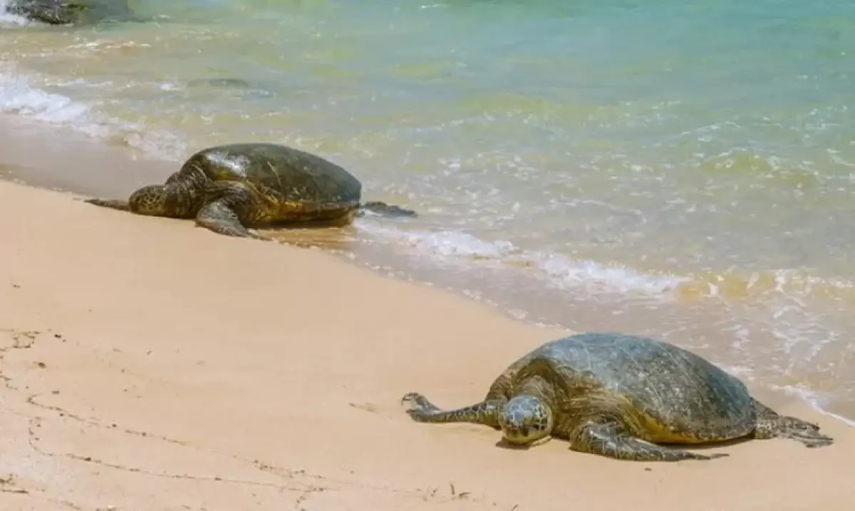 Hari Penyu Sedunia diperingati setiap 23 Mei. (Sumber : Freepik)