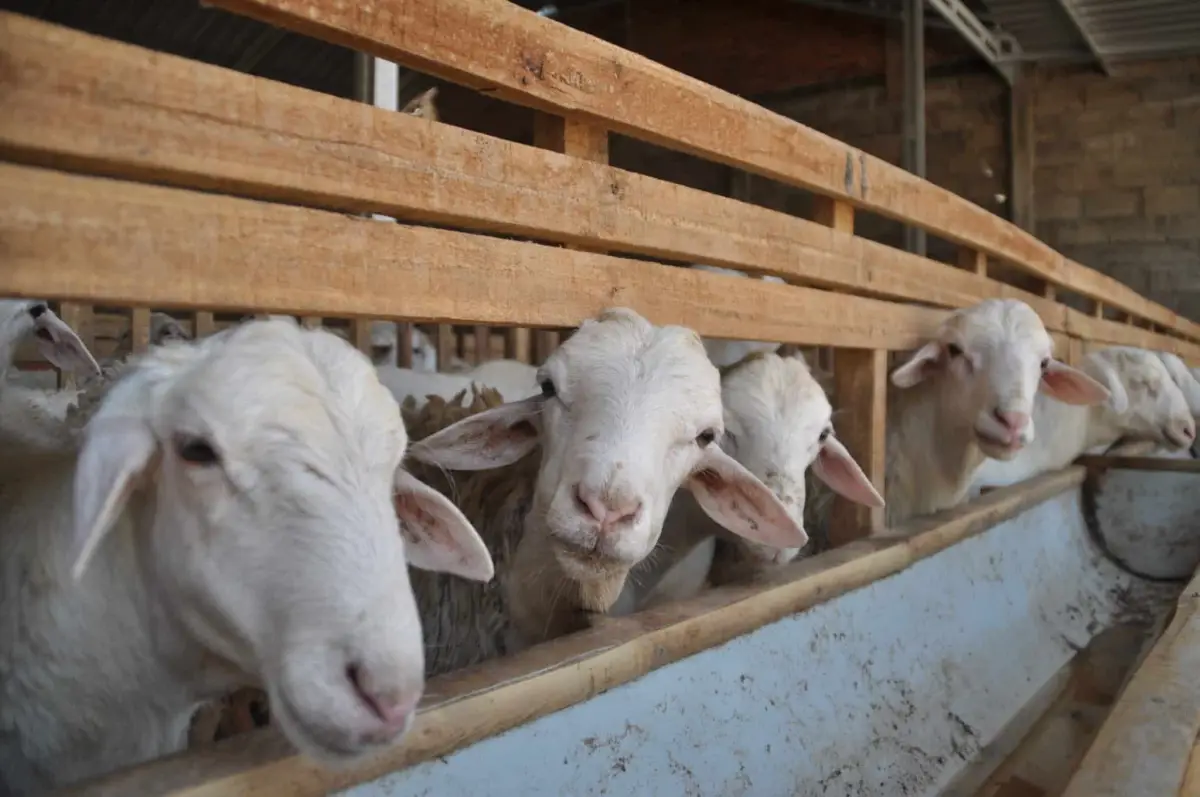 Ilustrasi hewan kurban untuk Idul Adha 2023. (Sumber : Dompet Dhuafa)