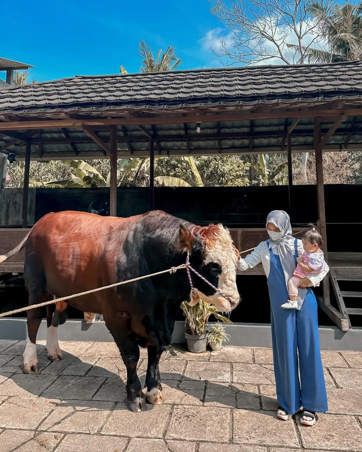 Ria Ricis berburu sapi untuk kurban di Yogyakarta. (Sumber : instagram/riaricis1795)