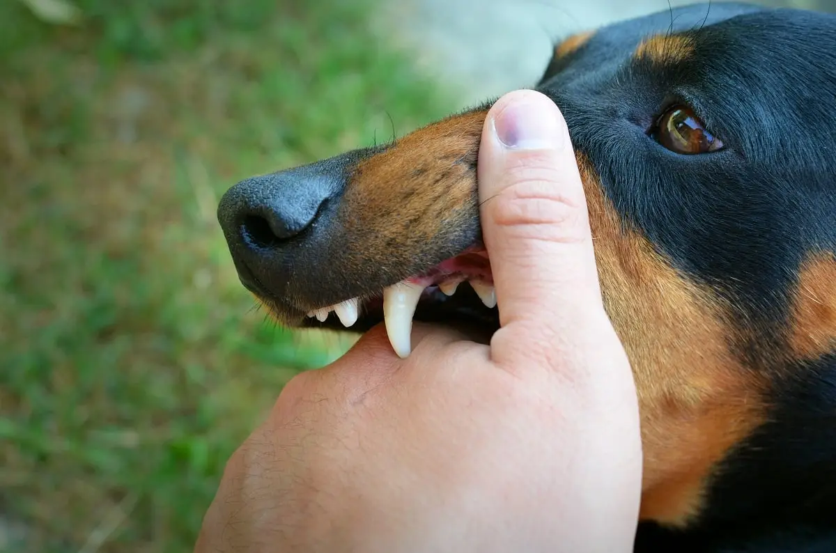 Ilustrasi anjing menggigit, waspada penularan rabies. (Sumber : Freepik)
