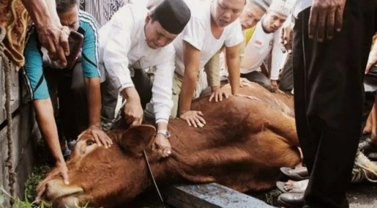 Menurut penelitian, hewan kurban tidak merasakan sakit saat disembelih (Sumber : Twitter)