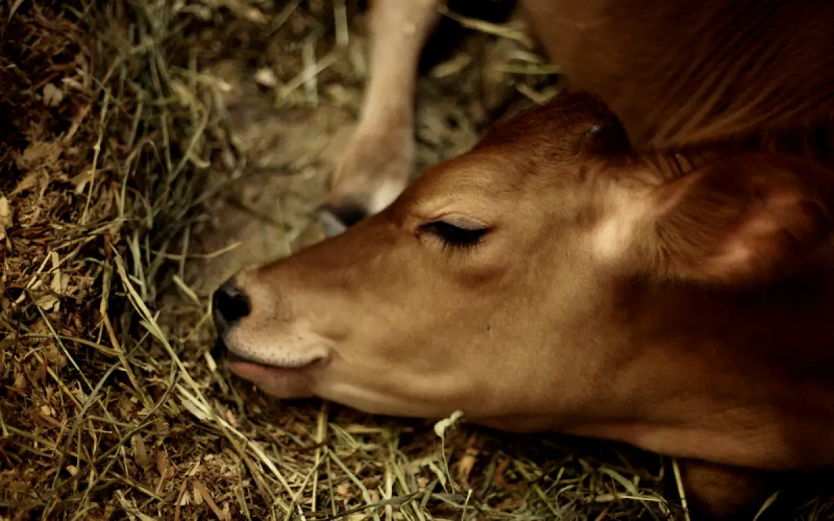 Pemprov Jateng siapkan 25 ribu dosis vaksin antisipasi penyebaran wabah antraks. (Sumber : Pexels @Leah Kelley)
