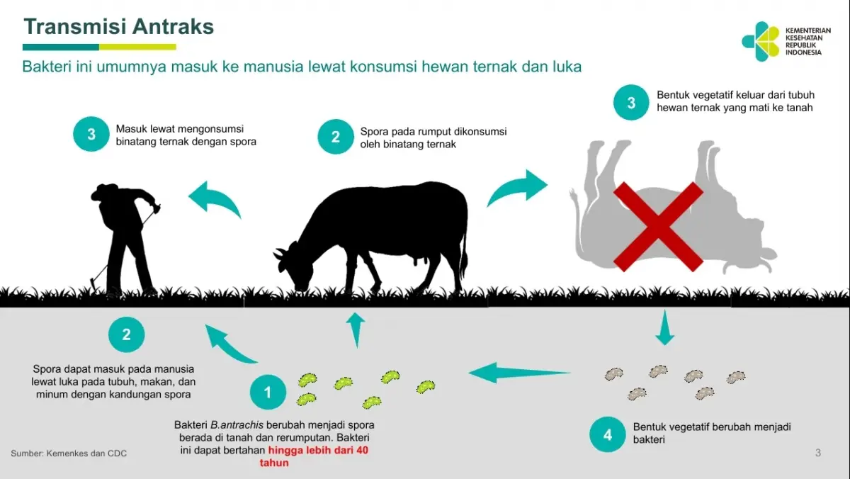Waspada penyakit antraks yang bisa menular dari hewan ke manusia. Kenali gejala dan jenisnya! (Sumber : kemkes.go.id)
