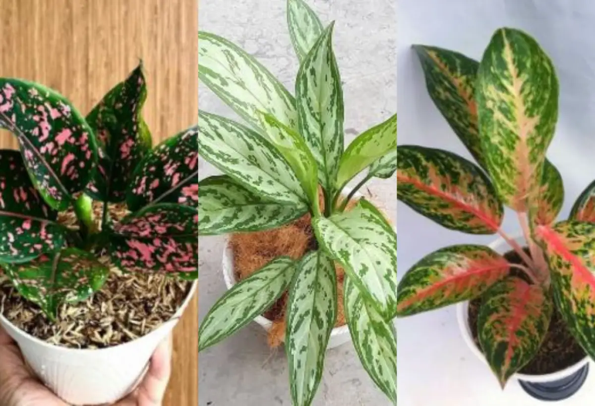 (kiri ke kanan) Aglonema Pink Dalmation, Aglonema Silver Queen dan Aglonema Red Pecock (Sumber : Blibli, Mediatani, Shopee)