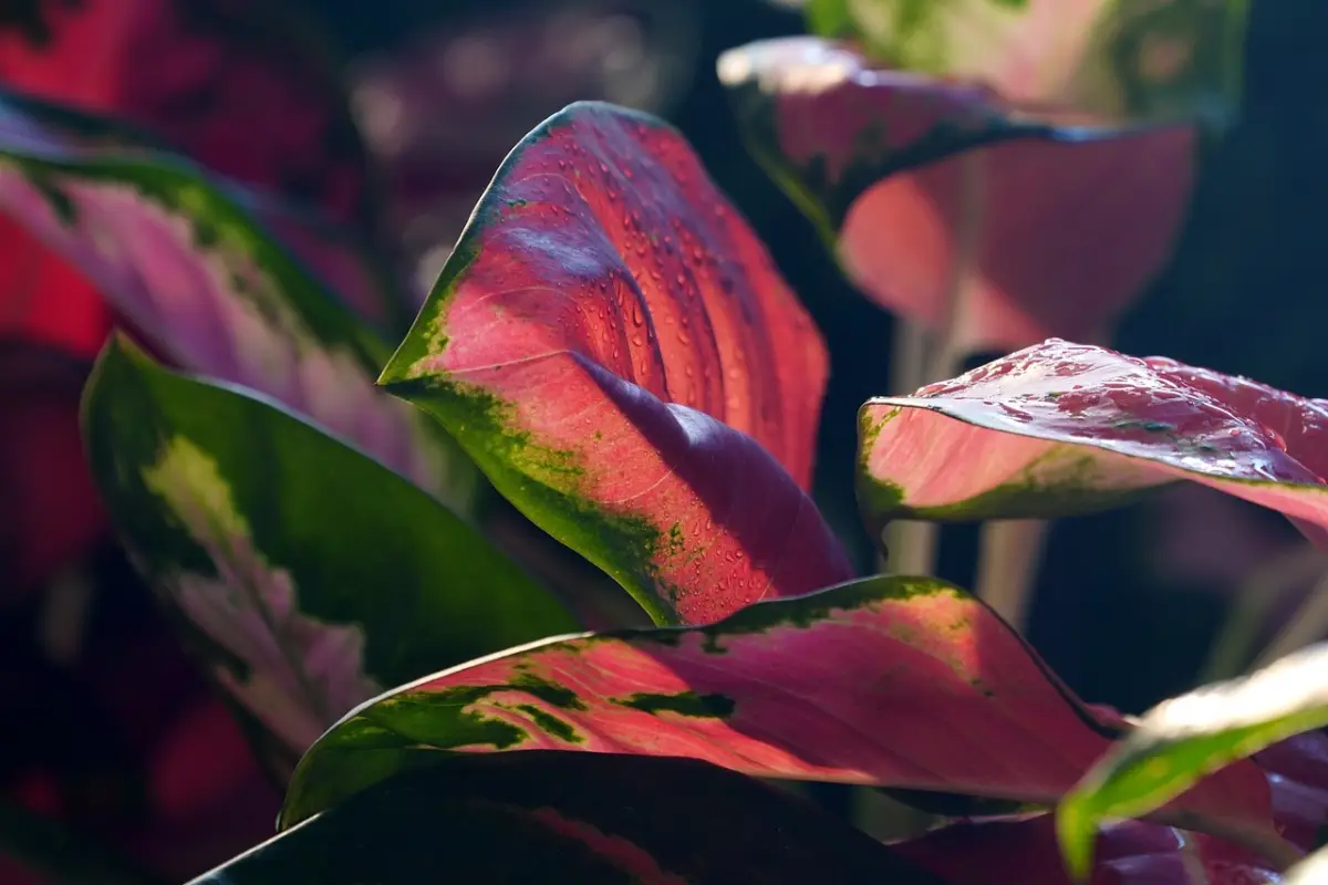 Bahan alami untuk pupuk aglonema (Sumber : pixabay.com)