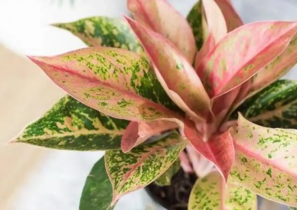 Fungsi Daun Aglonema yang Lebih Dari Sekedar Tanaman Hias (Sumber : pinterest.com)