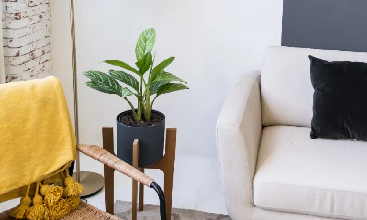 Manfaat tanaman Aglonema untuk pemurni udara alami (Sumber : unsplash.com)