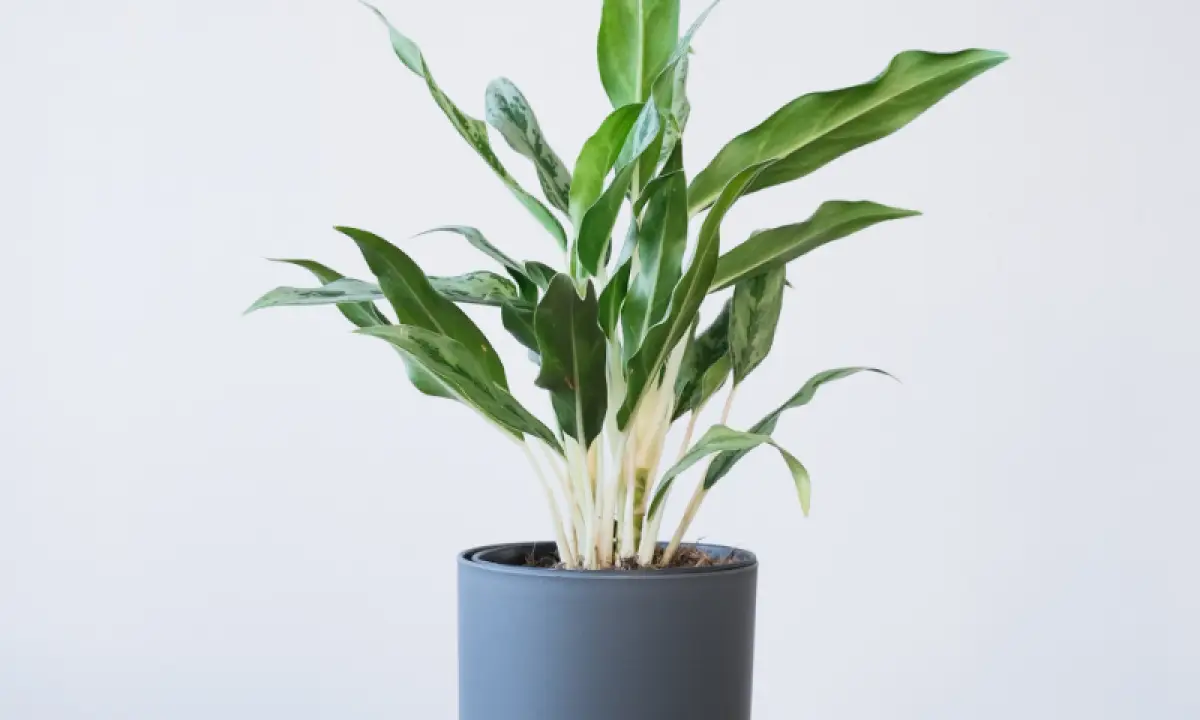 Busuk akar tanaman Aglonema bisa diatasi dengan ini (Sumber : unsplash.com)