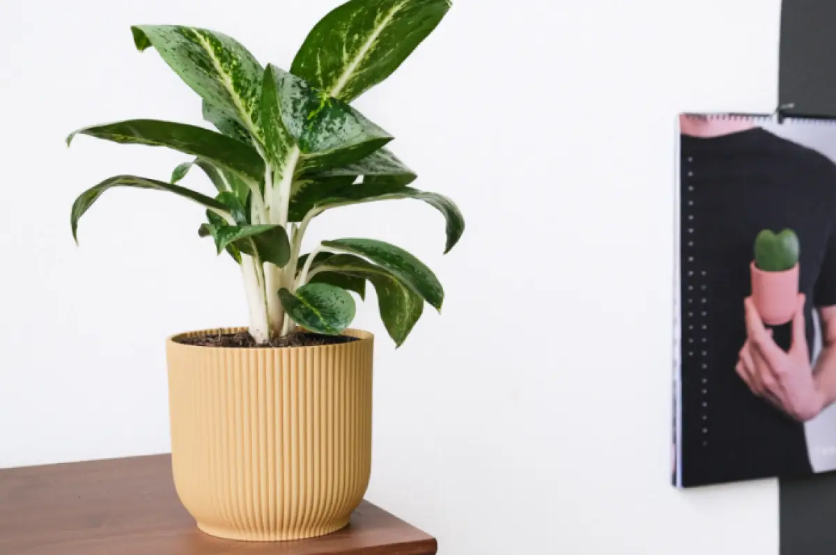 Berikut ini cara menanam tanaman Aglonema (Sumber : unsplash.com)