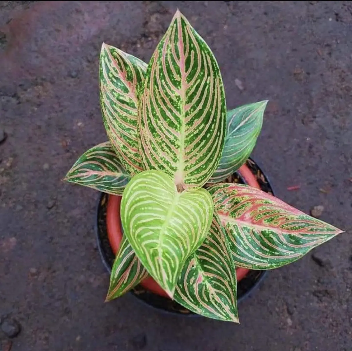 6 langkah merawat Aglonema (Sumber : instagaram / @aglonema_solo_raya)