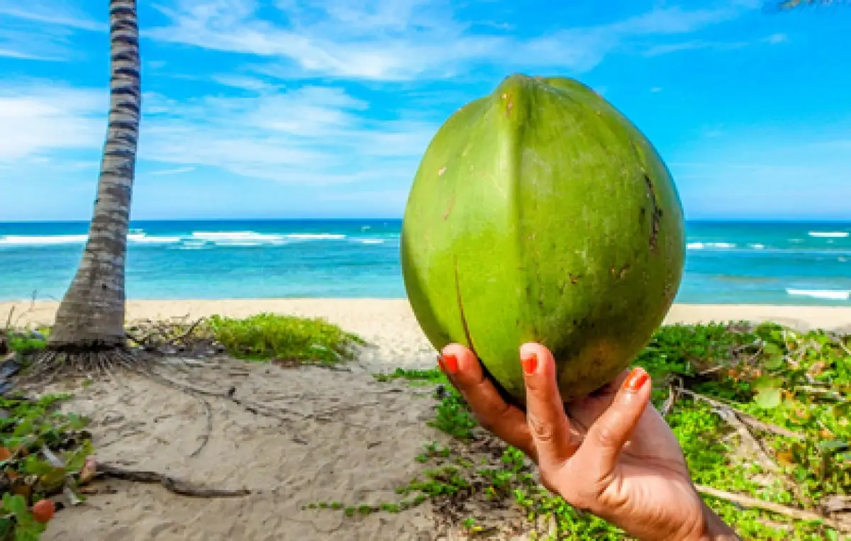 Ilustrasi air kelapa muda