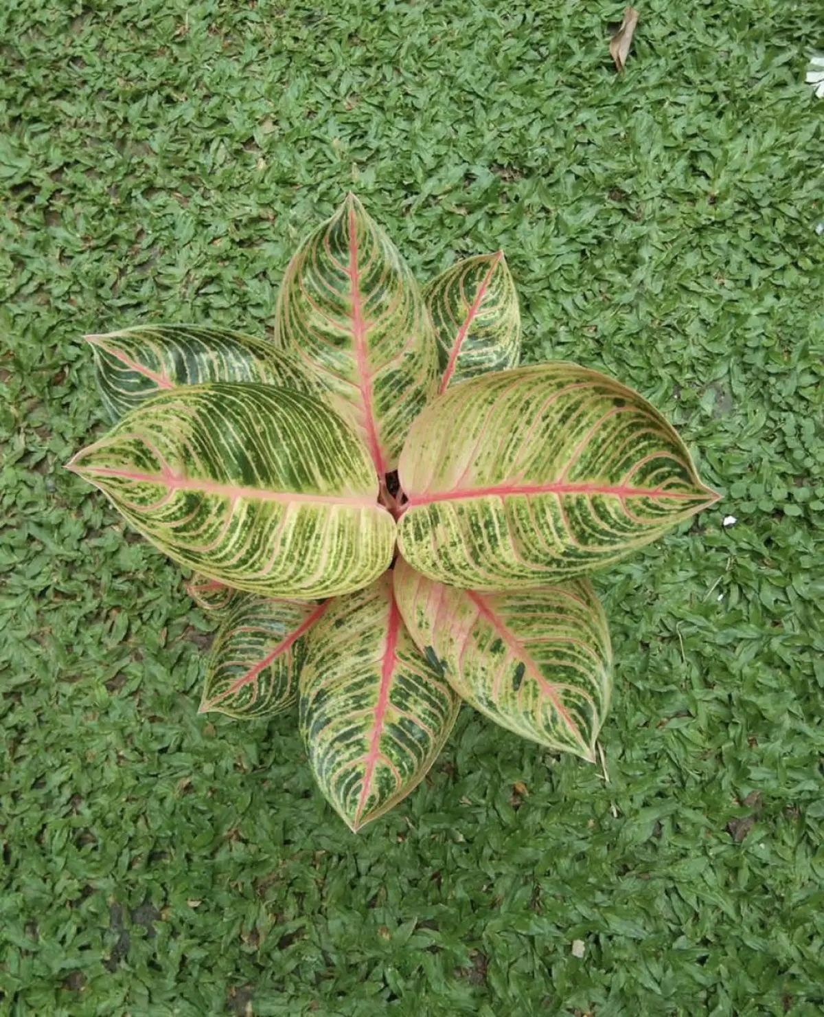 gunakan micin sebagai pupuk alami tanaman Aglonema (Sumber : instagram @aglonema_solo_raya)