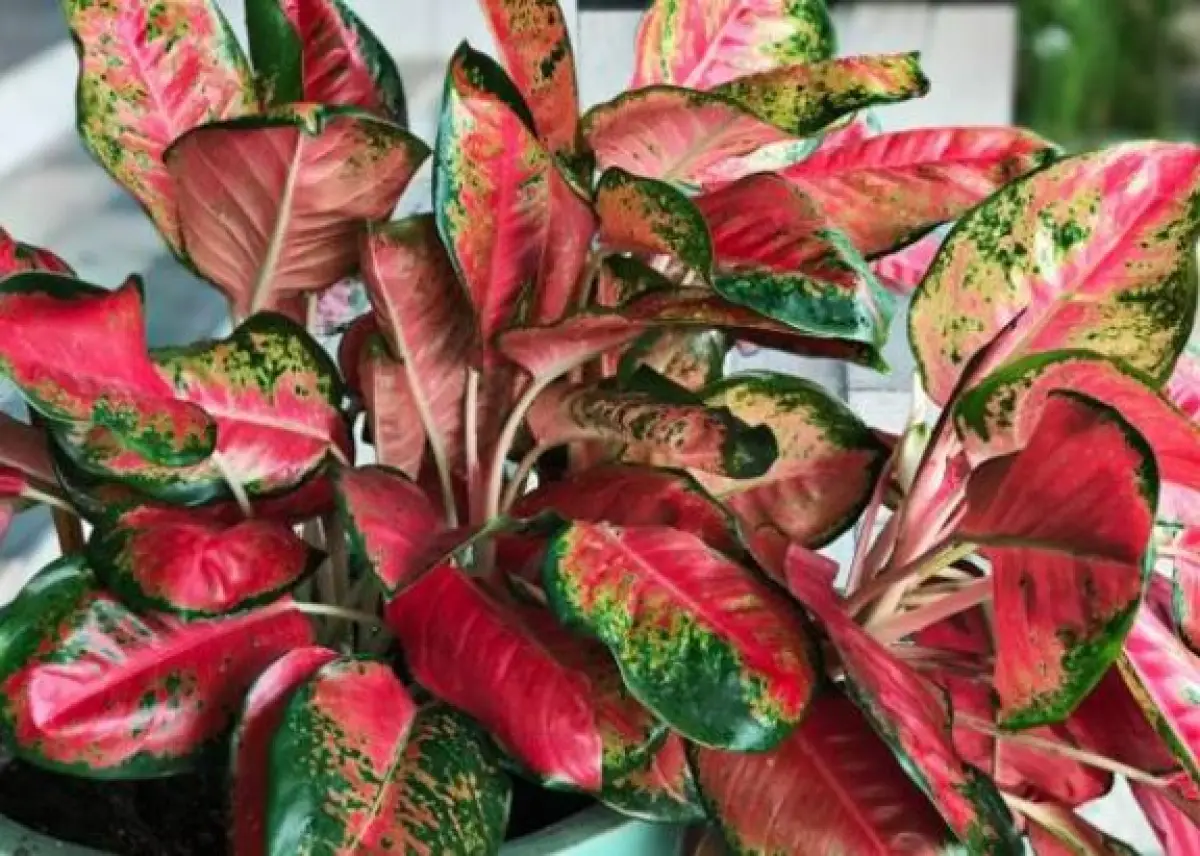 Tanaman aglonema ternyata beracun dan berbahaya (Sumber : Pixabay)