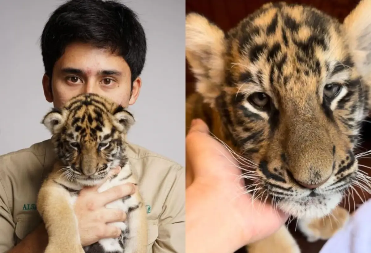 Sudah Berapa Anak Harimau yang Mati di 'Tangan' Alshad Ahmad? (Sumber : instagram.com/alshadahmad)