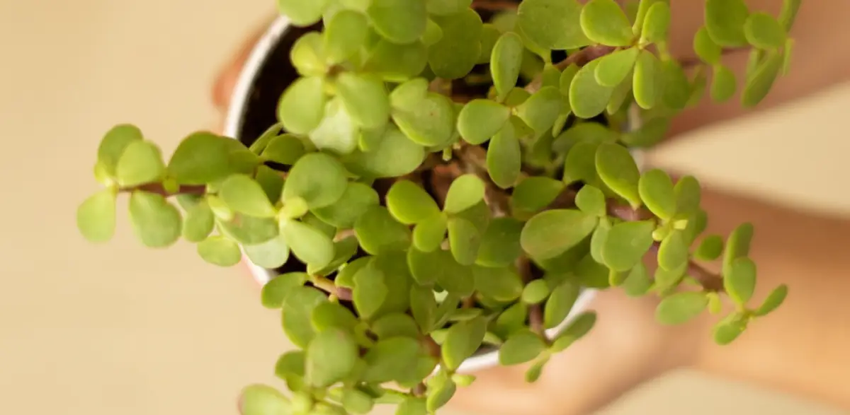 Jade plant, salah satu tanaman hias yang disebut feng shui memberikan energi positif di rumah (Sumber : Pixabay)