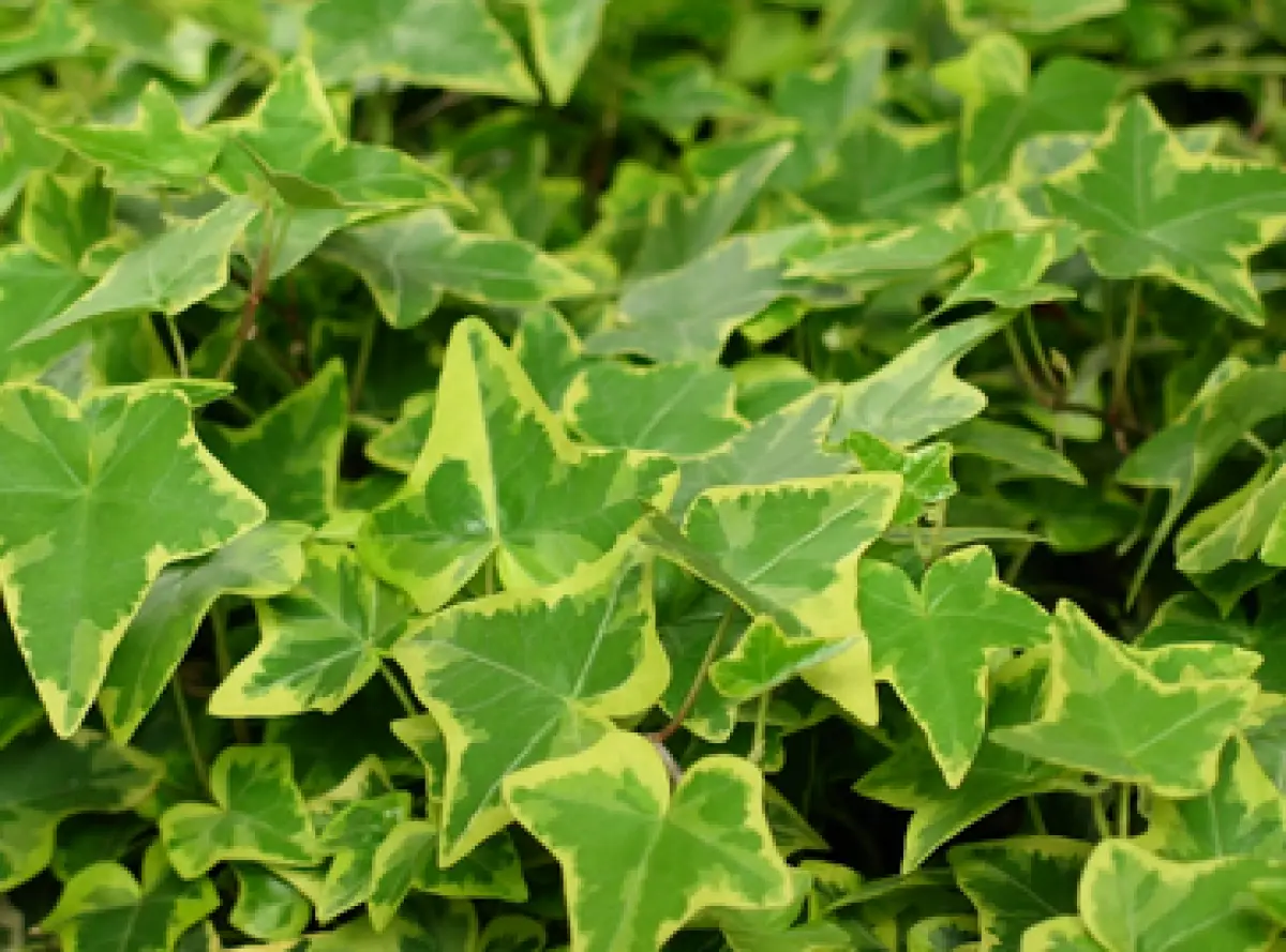 Tanaman english ivy diklaim mampu kurangi debu dan bersihkan udara di ruangan (Sumber : Pixabay/kriemer)