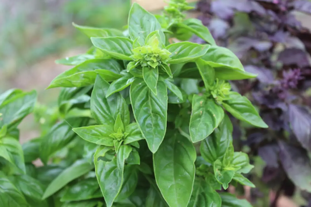 Ilustrasi kemangi (Sumber : Pixabay/@_alicja_)