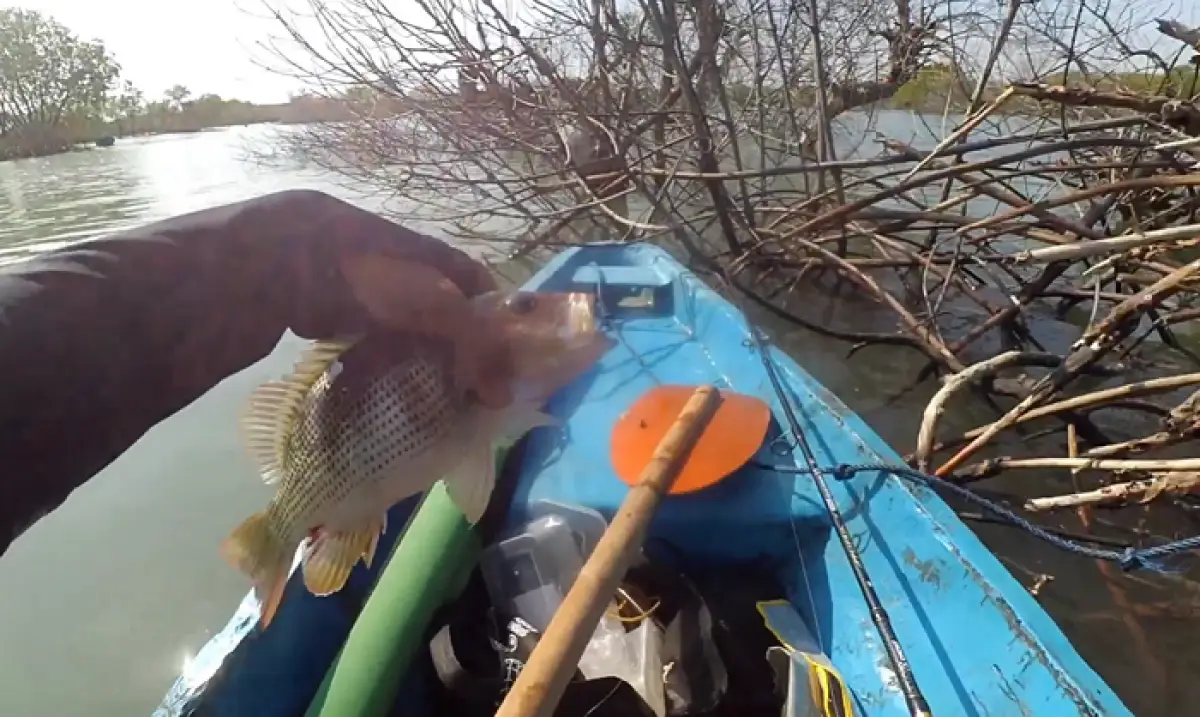 Hutan Mangrove Tapak Tugu, spot mancing di Semarang surganya ikan kakap dan babon. (Sumber : YouTube Mancing Man)