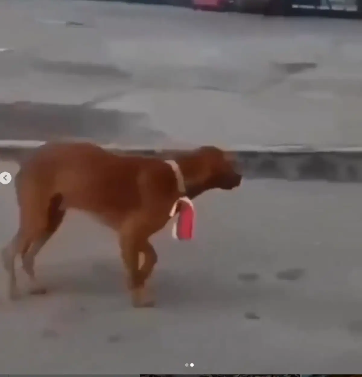 Iseng Kalungkan Bendera ke Leher Anjing, Pria di Bengkalis Terancam 5 Tahun Penjara (Sumber : Instagram/@fakta.indo)