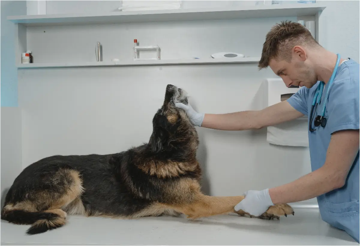 Ilustrasi | Tiga lowongan pekerjaan tersedia di Semarang dari Technician, Mekanik Mobil, dan Dokter Hewan. (Sumber : Pexels/Tima Miroshnichenko)