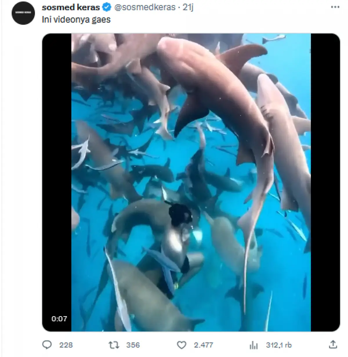 Pria tak sengaja digigit ikan hiu saat berenang diduga gara-gara halangi jalan (Sumber : Twitter/@sosmedkeras)