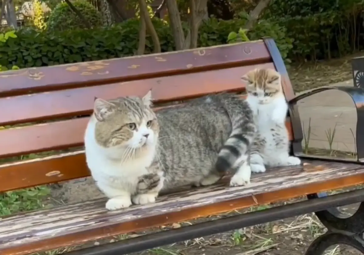 Ilustrasi. Viral video kucing dicekoki miras, simak penjelasan dokter soal bahayanya. (Sumber : Instagram @ceritakucingid)