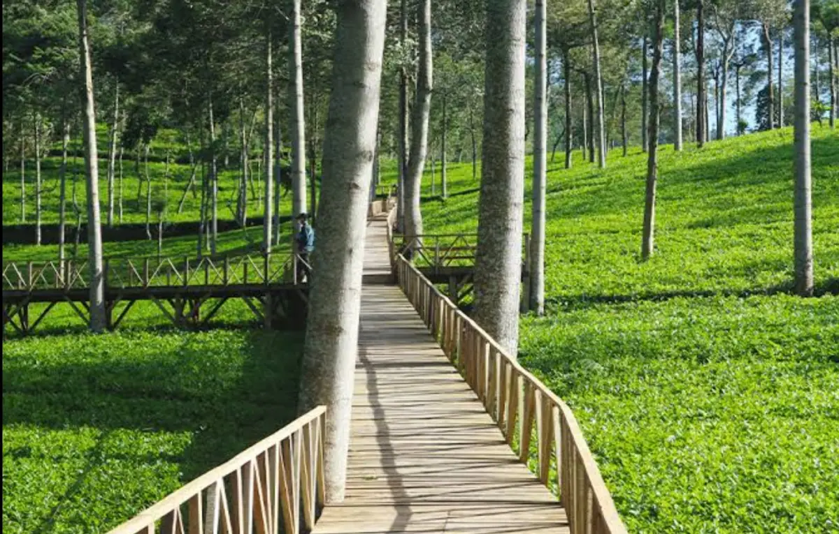 Wisata alam kebun teh Tambi Wonosobo (Sumber : Instagram @Jelajahwonosobo)