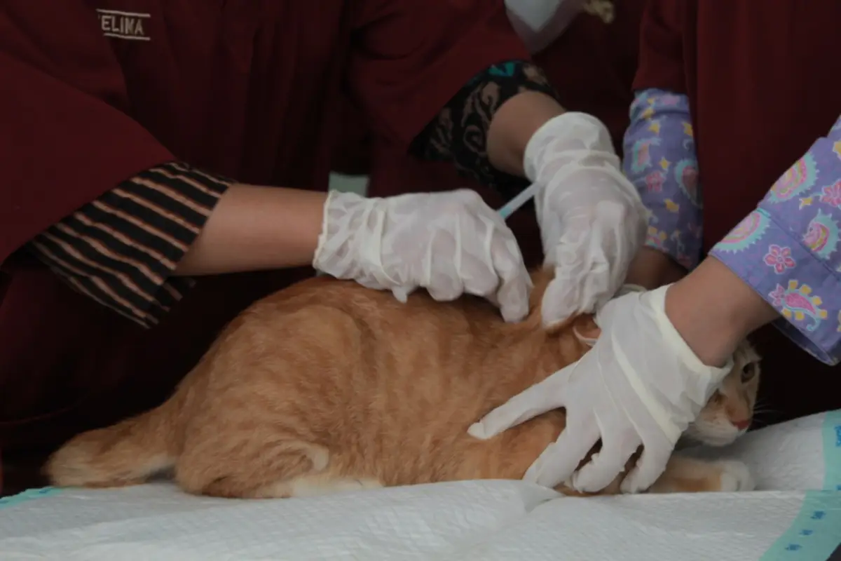 Pemeriksaan gratis hewan piaraan di klinik hewan Puskesmas Mijen, simak cara daftar dan cek antrean. (Sumber : sikewan.dispertan.semarangkota.go.id)