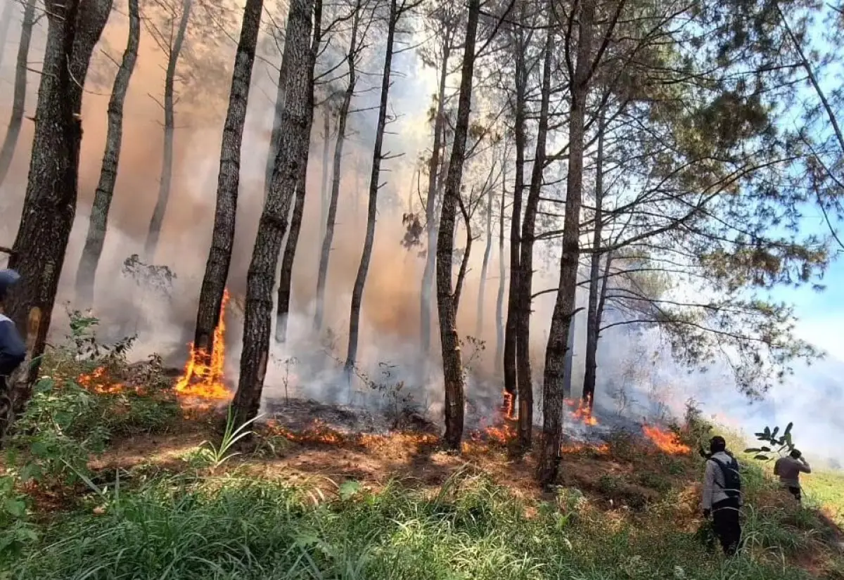 Kebakaran di Gunung Lawu merembet hingga ke Puncak, api melalap sejumlah warung termasuk milik Mbok Yem. (Sumber : BPBD Jatim)