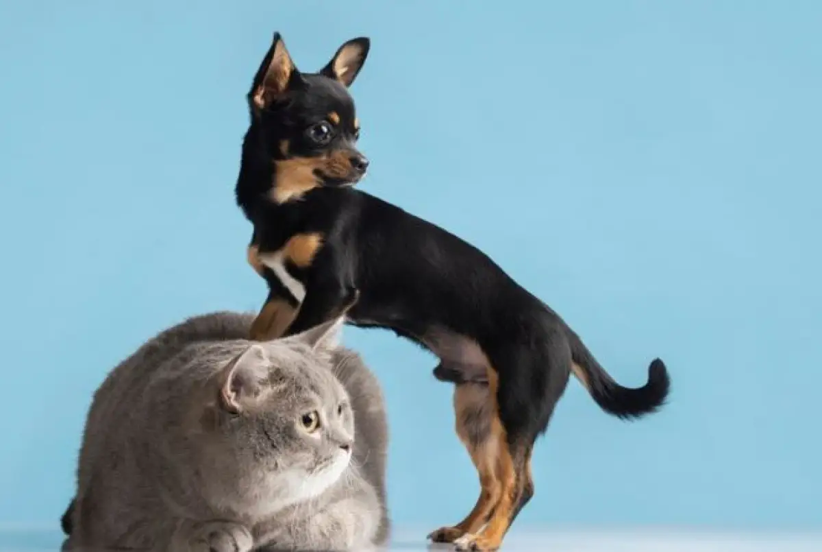 Ilustrasi | Hewan peliharaan favorit bisa cerminkan kepribadian dan karakter seseorang (Sumber : Freepik)