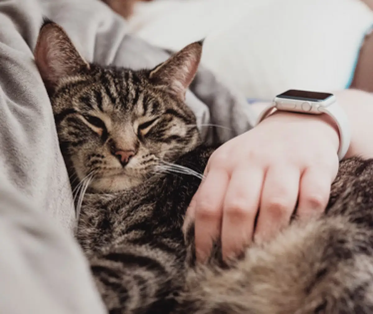 Ilustrasi pecinta kucing (Sumber : Unsplash/Chris Abney)