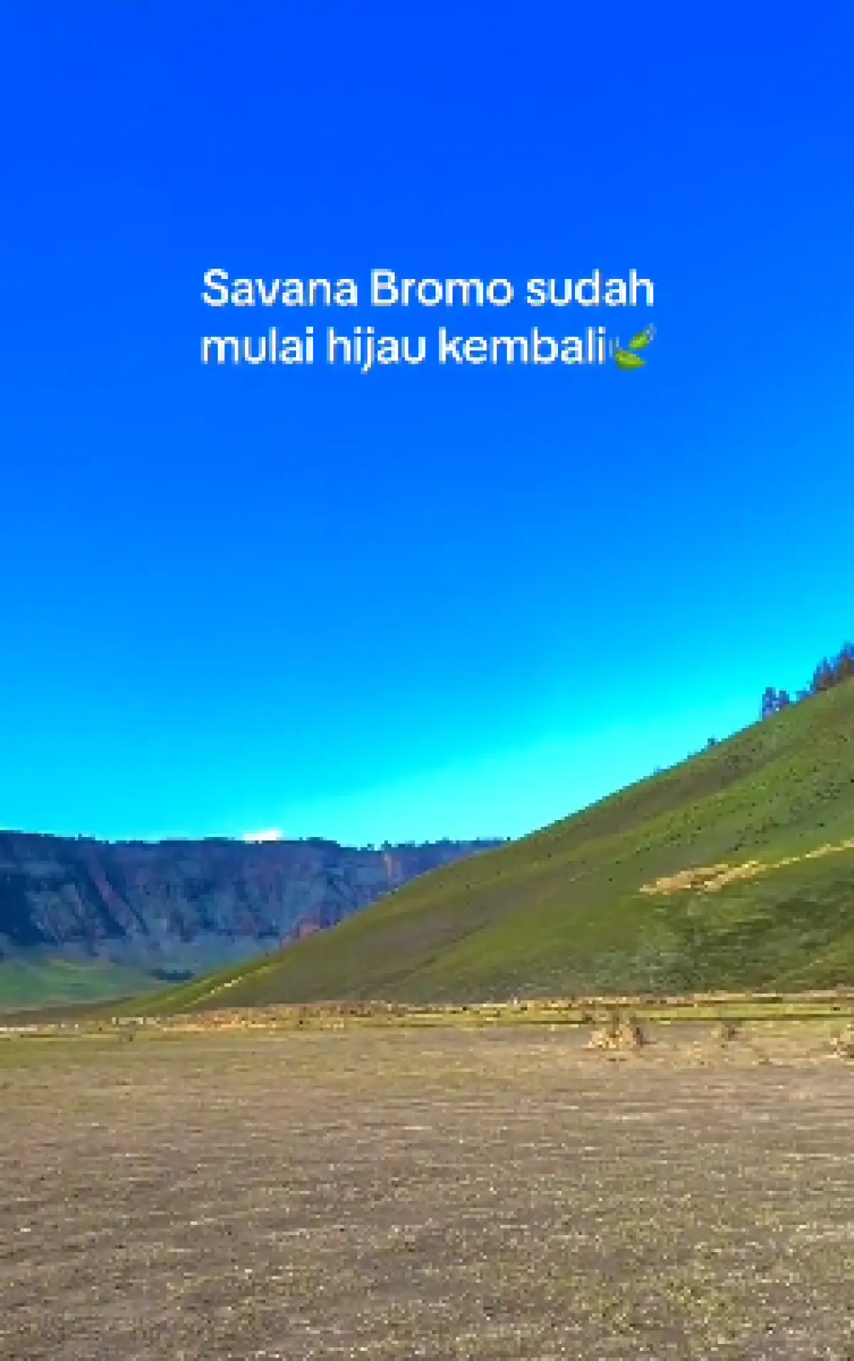 Perlahan Pulih Pasca Kebakaran, Savana Bromo Sudah Mulai Kembali Hijau (Sumber : Twitter/@pendakilawas)