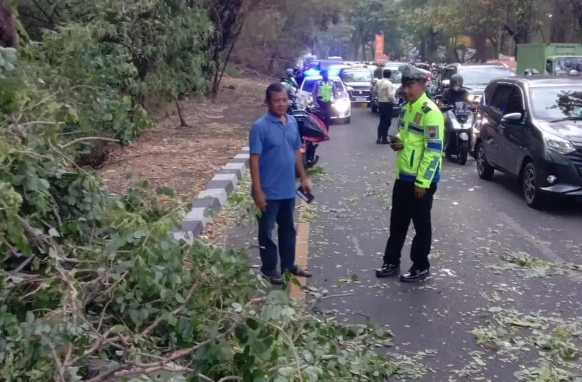 Pohon tumbang terjadi di Tanjakan Gombel, Banyumanik, menimpa sebuah mobil dan motor yang melintas, Selasa 17 Oktober 2023 sore. (Sumber : Instagram @kejadiansmg)