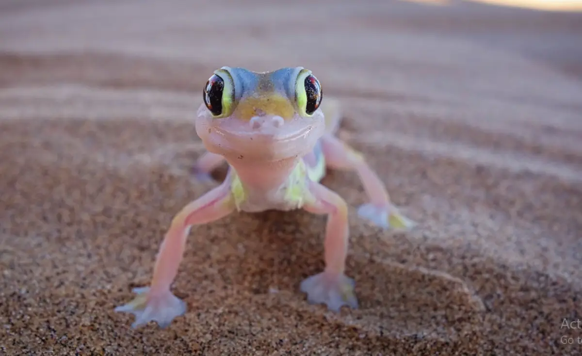 Ilustrasi arti mimpi kejatuhan cicak (Sumber : Unsplash/@Sean Robertson)