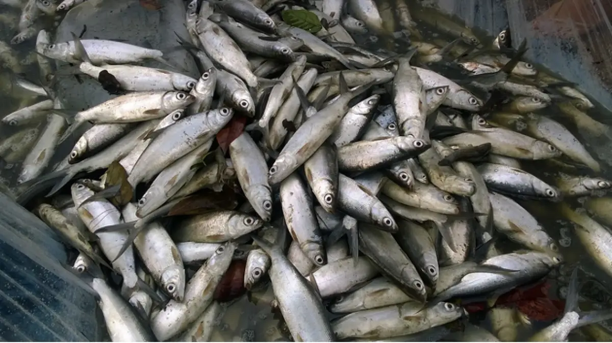 Ilustrasi ikan bandeng (Sumber : Pixabay/aybanreyes)