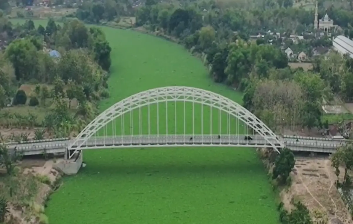 Aliran sungai Bengawan Solo di Bojonegoro dipenuhi enceng gondok. (Sumber : Instagram @huseinmusthafa)